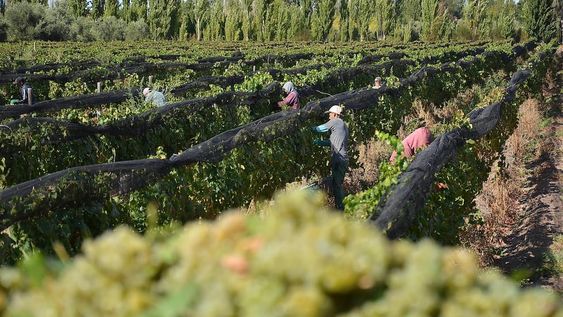 Más del 80% de los productores del Valle de Uco denuncian peores rendimientos en la cosecha 2022