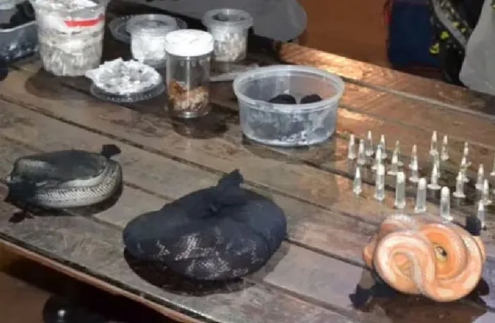 Al momento de la inspección en el sector de la bodega, se detectó la existencia de animales vivos dentro de dos valijas: en total se encontraron 90 serpientes, 236 arañas de distintas especies y un ciempiés. Foto: Gendarmería Nacional