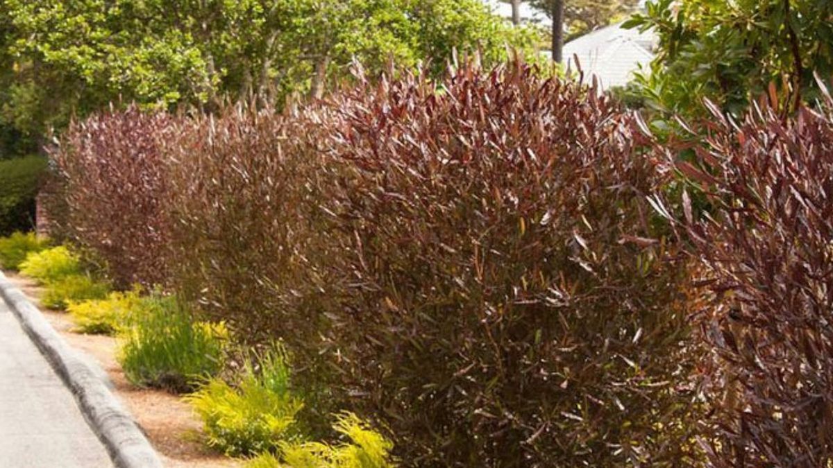 El arbusto que reemplaza a los pinos como cerco perimetral en el jardín: sus hojas no se caen en invierno