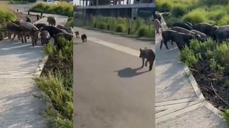 La presencia de chanchos salvajes sorprendió a los residentes de Nordelta y reavivó el debate por el avance de la fauna en barrios privados.