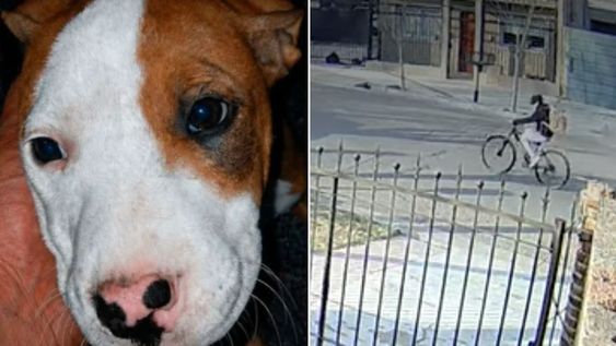 Una familia de Tunuyán solicita ayuda para encontrar a su perrita sustraída de un taller mecánico