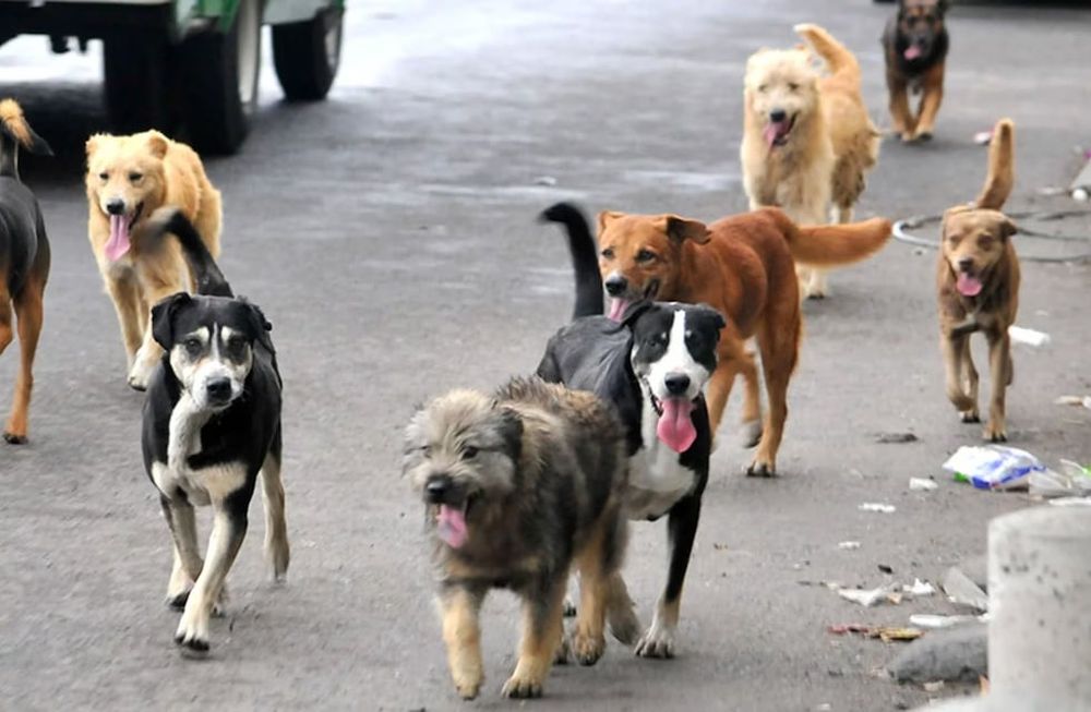 Iniciativa científica sobre los perros abandonados