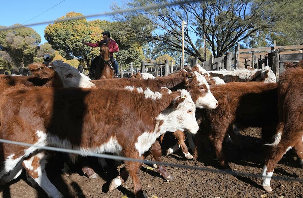 Retenciones: el Decreto también estableció una reducción del 25% en las retenciones para todas las proteínas animales, cuya alícuota actual se encuentra entre el 4,5% y 9%.