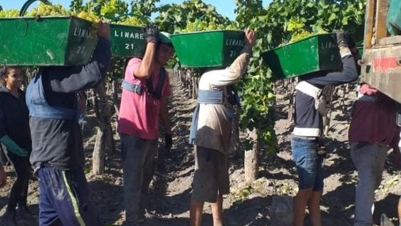 A los compañeros vendimiadores