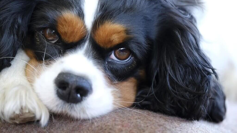 12 razas de perros que aman a sus humanos más que a su vida misma