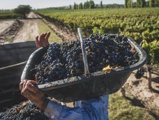 Según datos del Observatorio Vitivinícola Argentino, se exportaron 150 millones de litros de vino Malbec en 2022, 124 millones de litros en 2023 y 108 millones en 2024 (dato preliminar a octubre).