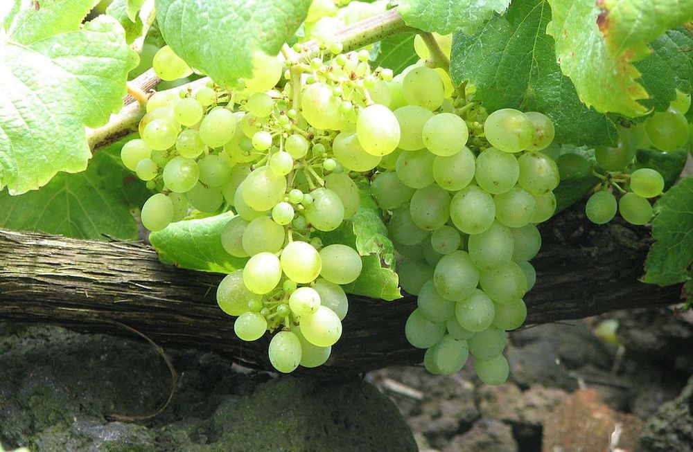 La uva Verdelho fue autorizada para la elaboración de vinos de calidad superior. - Imagen web