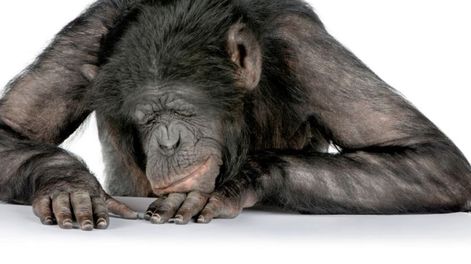 ¿Se deprimen los animales?