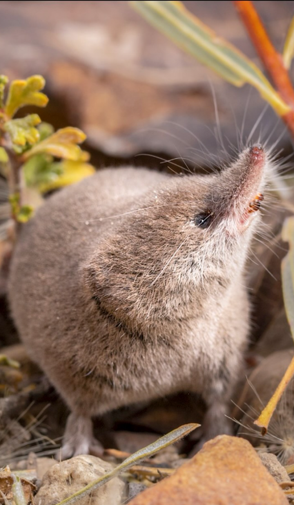 El pequeño mamífero más buscado: la musaraña del Monte Lyell fue ...