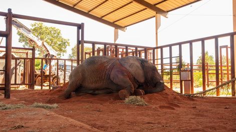 La elefanta Kenya ya está en el Santuario de Brasil tras 5 días de viaje desde Mendoza
