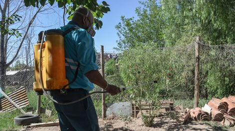 Nuevo cronograma de desinfección de arbolado. Foto: Prensa Ciudad de Mendoza