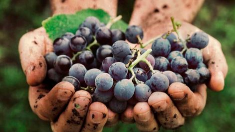 La vendimia permite vivir de cerca el trabajo en los viñedos y el proceso que da origen al vino argentino.