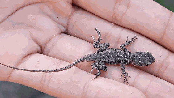 que significa que aparezca una lagartija en tu casa