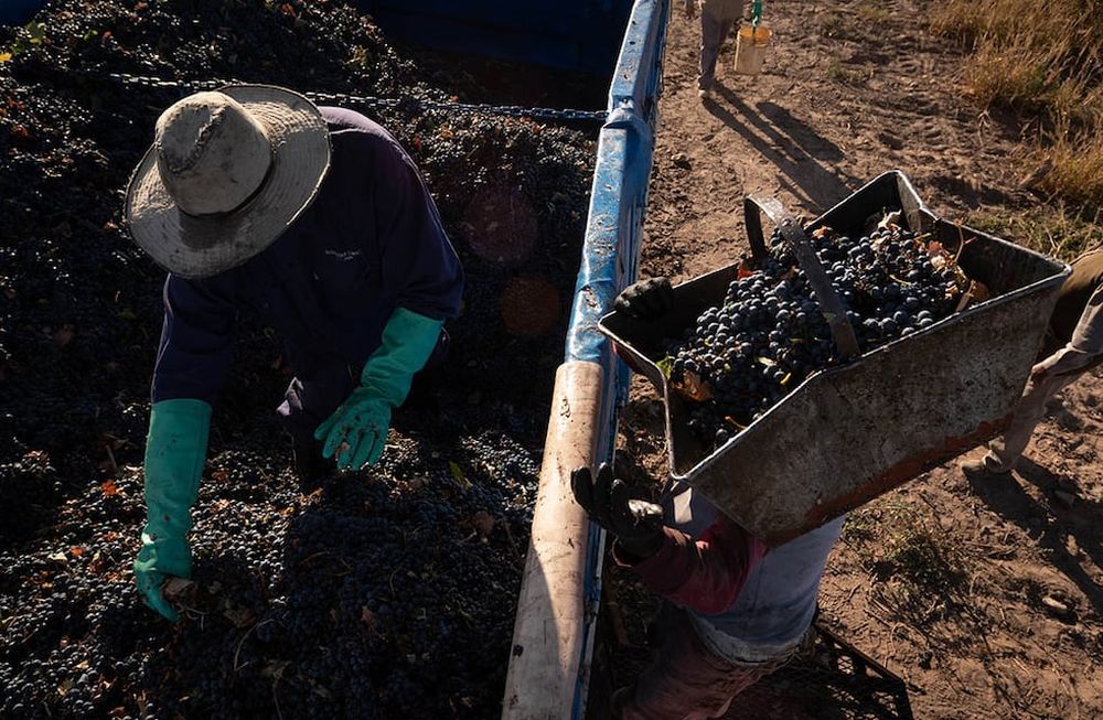 Se anticipaba un menor rendimiento, pero la caída de la producción se acentuó con las contingencias climáticas. / Foto: Ignacio Blanco / Los Andes