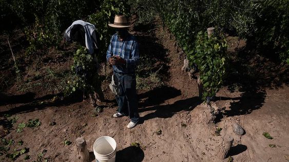 La normativa vigente prevé la posibilidad de que se realicen trabajos de temporada en condición de formalidad sin perder el acceso a los planes sociales en ningún momento. / Foto: Ignacio Blanco