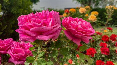 Este método es sencillo y ayuda a reducir plagas en las rosas, aportando un beneficio extra al jardín.