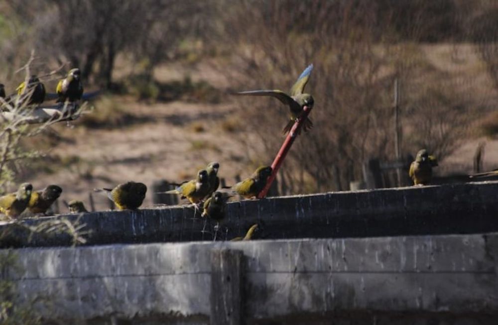 Desde 2021 es obligatorio que productores mendocinos instalen rampas de escape en tanques y reservorios de agua para evitar muertes por ahogamiento de especies protegidas. La herramienta fue distinguida a nivel internacional porque apunta a proteger especies amenazadas. Foto: Dirección de Recursos Naturales y Renovables.