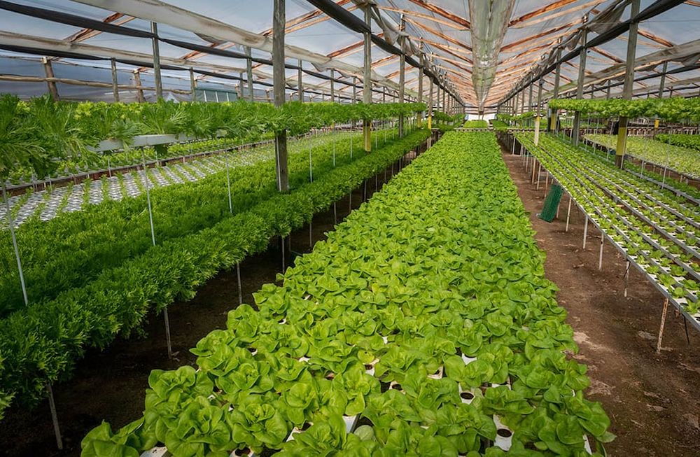 Se estima que hay por lo menos 25 productores hidropónicos en la provincia y hay varias consultas de emprendedores. Se plantea sumar peces para aportar fertilizantes naturales.