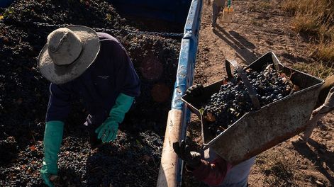 Los Andes | Se anticipaba un menor rendimiento, pero la caída de la producción se acentuó con las contingencias climáticas. / Foto: Ignacio Blanco / Los Andes