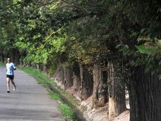 Mendoza siempre se caracterizó por sus árboles y las acequias que los abastecen del agua necesaria. Mendoza siempre se caracterizó por sus árboles y las acequias que los abastecen del agua necesaria.