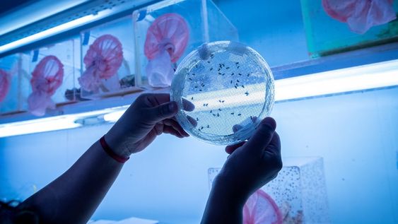 Así se “crean” en laboratorio las Moscas del Mediterráneo estériles que permiten controlar la plaga. Foto: Ignacio Blanco / Los Andes.