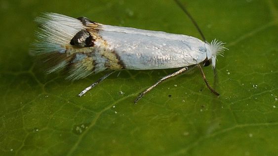 Cuando las larvas completan su desarrollo pueden afectar los frutales aledaños a las cortinas de álamos, lo que puede provocar rechazos durante las exportaciones de fruta fresca señalan expertos.