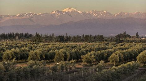 Los Andes | La superficie cultivada con olivos viene cediendo espacio a los barrios privados y el tamaño de la mayoría de las fincas es muy pequeño para ser rentable. Foto: La Voz
