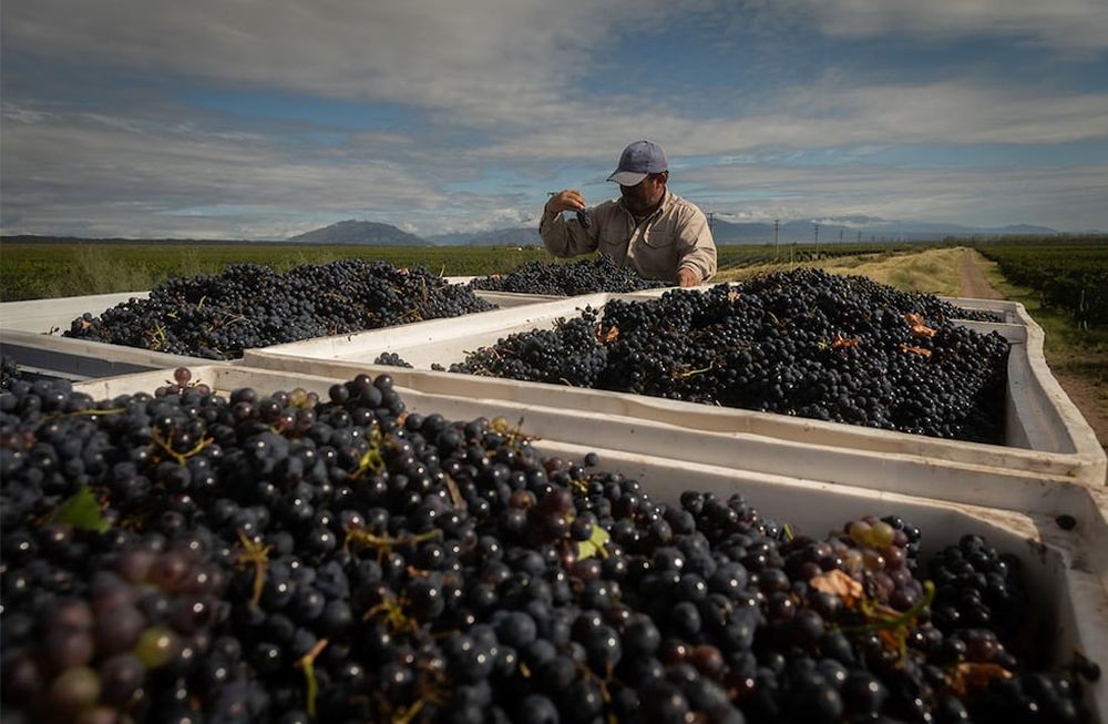 Productores vitivinícolas comenzaron su cosecha y temen por la escasez de cosechadores en la etapa más fuerte de la campaña. Desde el otro lado, reclaman mejores condiciones laborales para trabajar / Foto: Ignacio Blanco / Los Andes