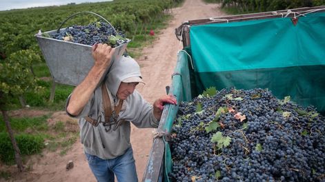 Vitivinicultura en busca de líderes - Por Diego Stortini