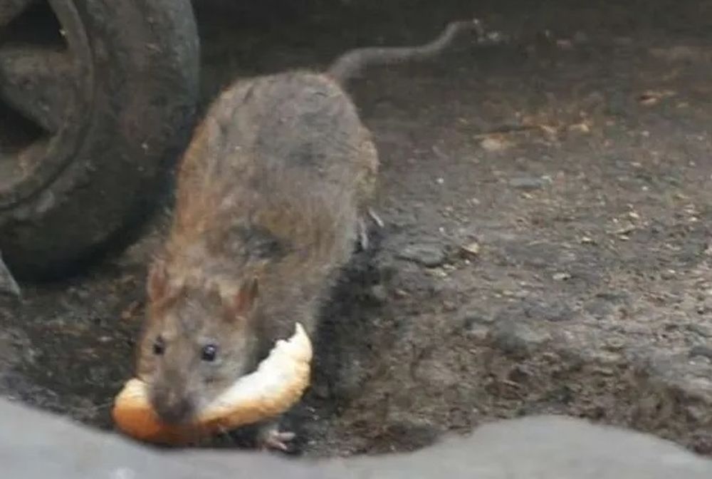 El roedor entró en una casa de Lavalle y provocó un trágico accidente entre al padre y su hijo de 12 años.&nbsp;