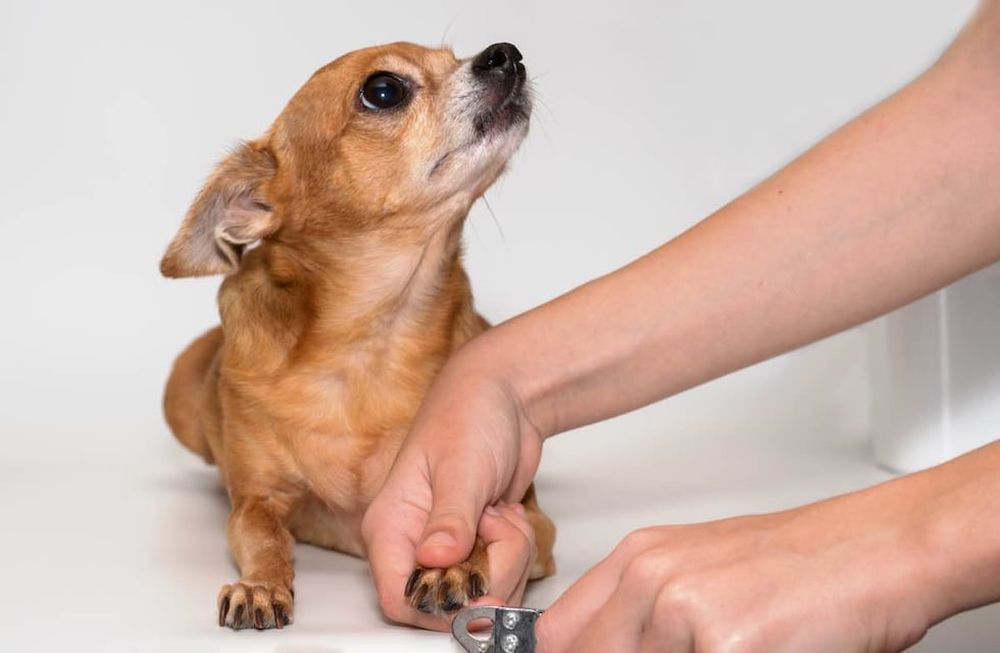 puedo cortar las garras de mis cachorros