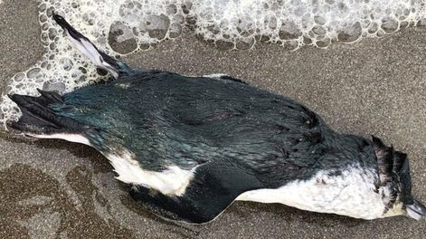Miles de pingüinos muertos en Nueva Zelanda por el calentamiento del mar