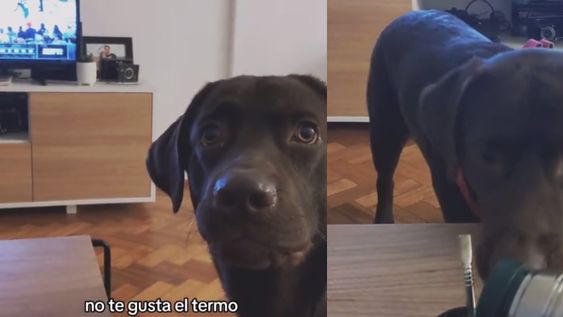 En enero de este año, el dueño del labrador sufrió una fuerte quemadura cuando desparramó en su cuerpo el agua contenida en el termo. Foto: Captura video