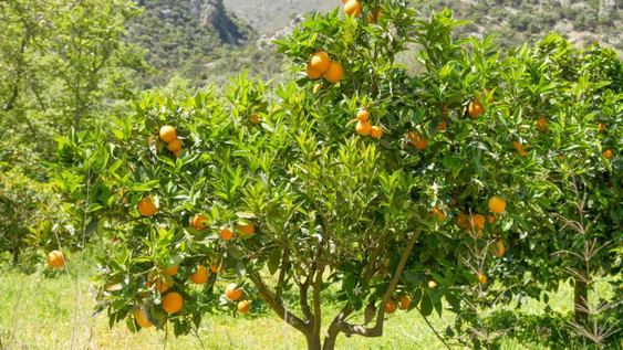 Árbol de Naranjas