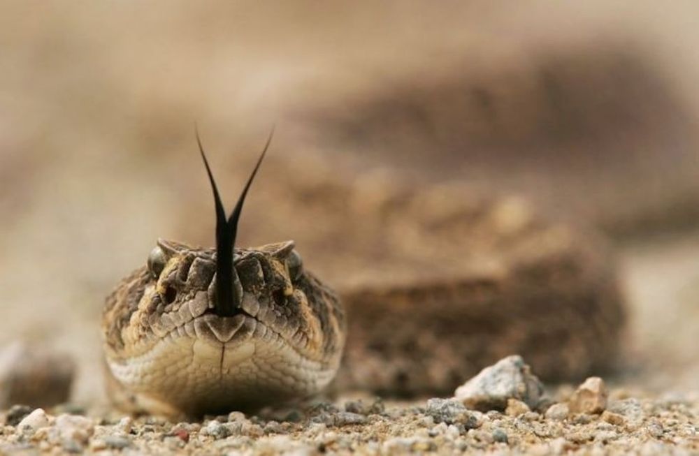 Se negó a vender combustible y en venganza le dejaron una enorme serpiente en el despacho