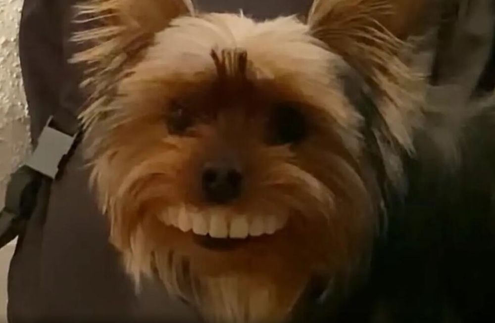 Su perrito le robó la dentadura y lució muy gracioso