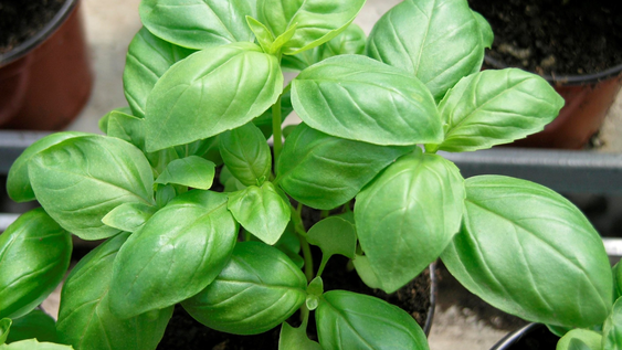 En jardín y jardinería, las plantas de albahaca alertan con hojas negras visibles.