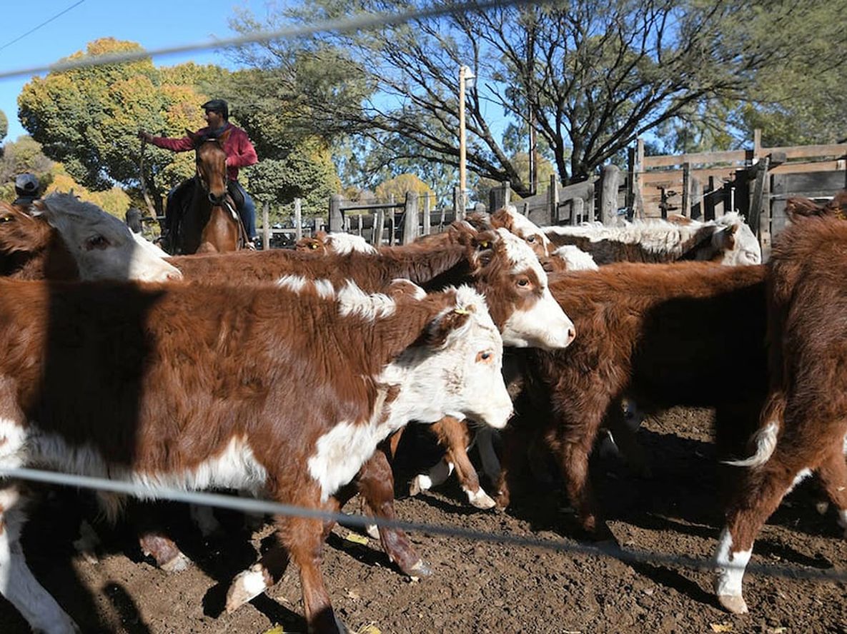 Retenciones: el Decreto también estableció una reducción del 25% en las retenciones para todas las proteínas animales, cuya alícuota actual se encuentra entre el 4,5% y 9%.