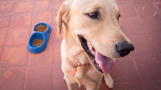Por la crisis, los mendocinos bajan la calidad de alimentos balanceados para mascotas y compran algunos más baratos.Foto: Ignacio Blanco / Los Andes