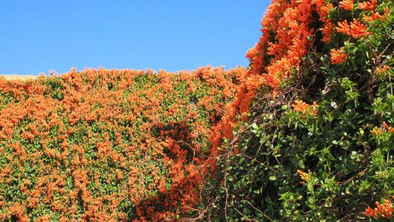 Es la opción perfecta para quienes buscan un jardín verde, fresco y natural con el mínimo esfuerzo y el máximo encanto.