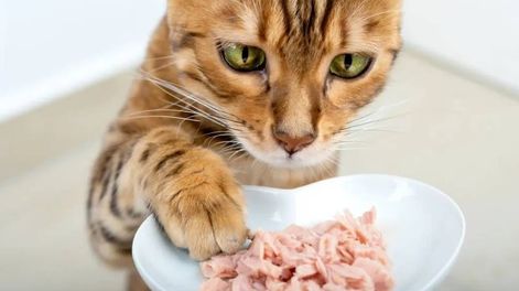Los Andes | Cuáles comidas son aptas para los gatos