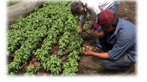 Agroalimentación, universidad y la conquista del futuro - Por Daniel Pizzi