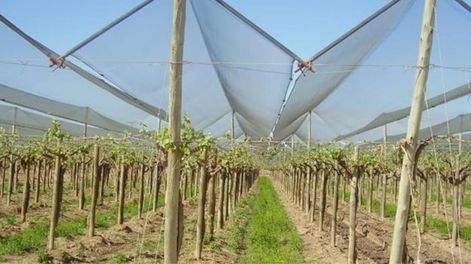 Se incrementaron las hectáreas con tela antigranizo en Mendoza.