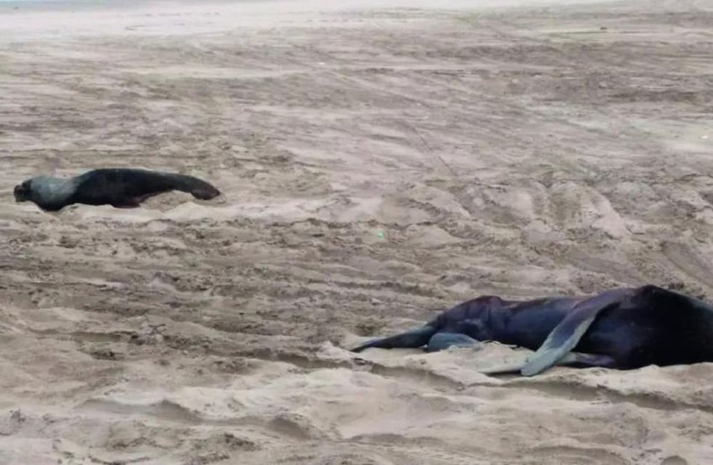 Preocupación por la Gripe Aviar: afectó a lobos marinos en diferentes regiones de Argentina. Foto: Gentileza Diario Río Negro.