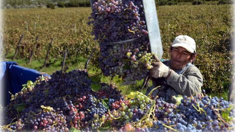 Vitivinicultura, ¿el pasado fue mejor?