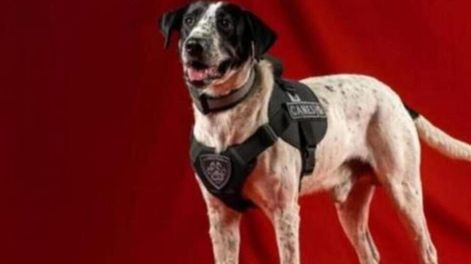 Perro policía Falopa.