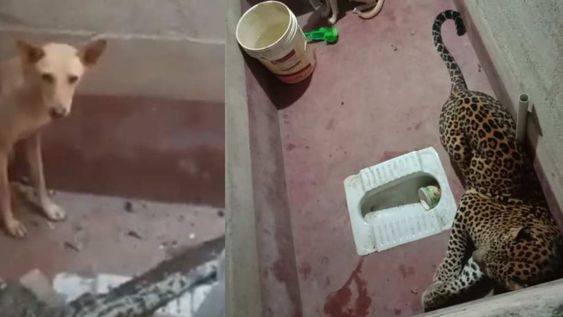 Dos animales de diferentes características terminaron encerrados en un baño luego de protagonizar una persecución en la India. / Gentileza