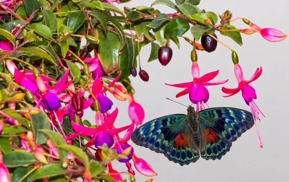 Necesita de pocos cuidados, tanto en jardín como en maceta.