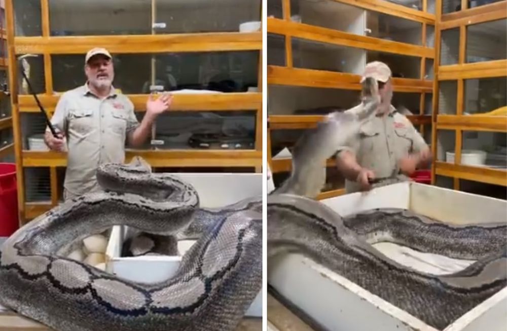 El cuidador de un zoológico quiso retirar los huevos de una pitón y casi lo paga muy caro.