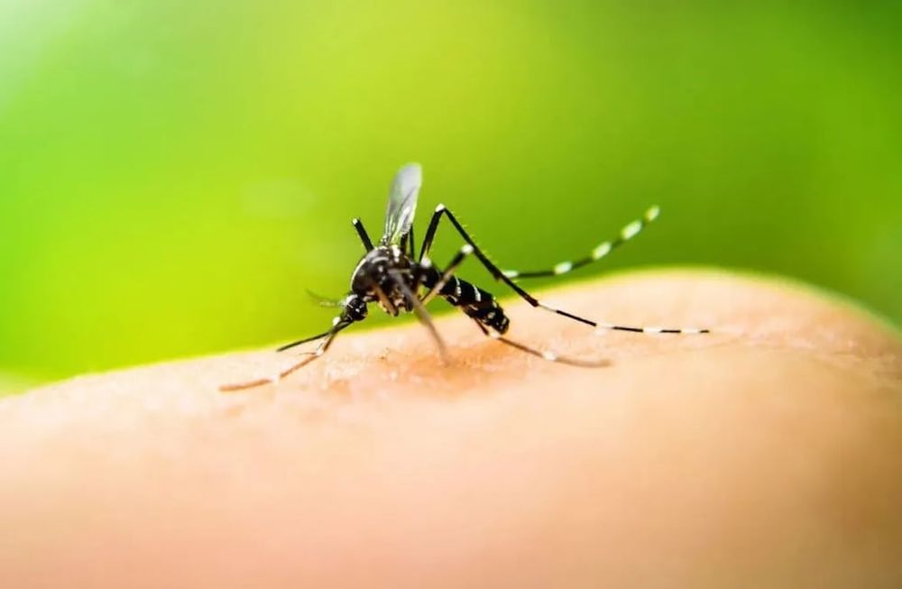 mosquito dengue